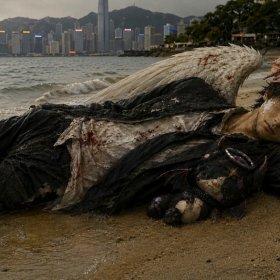 The Pack Is the Painting: Evil Biscuit and the Schizocollage Movement Come to Hong Kong